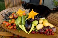 Ms Kitty gets in on the photo shoot