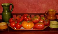Tomatoes Galore